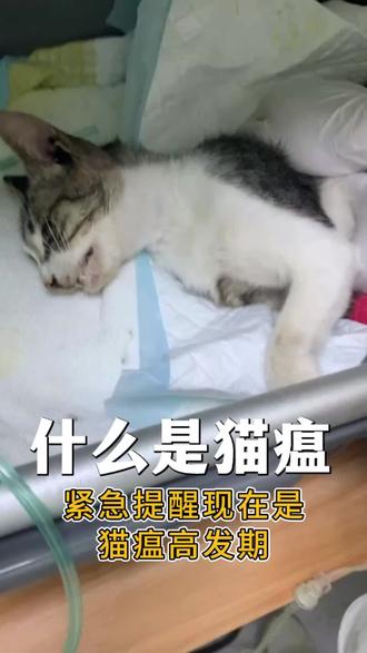 现在是猫瘟的高发期#猫咪#新手养猫#养猫日记#猫瘟#养猫经验
