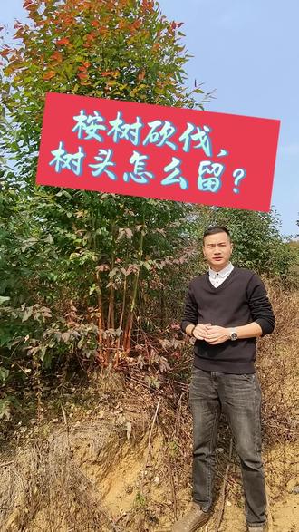 #农村生活 #桉树#砍伐 桉树砍伐,树头该怎么留?