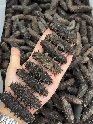#海参#刺参#滋补养生 #养颜有料实力派 #大海的馈赠
