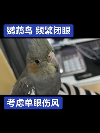 鹦鹉鸟频繁闭眼考虑单眼伤风#禽医老葛技术服务中心 #鹦鹉病诊断 #鸟病诊断 #鹦鹉单眼伤风 #鹦鹉单眼伤风治疗