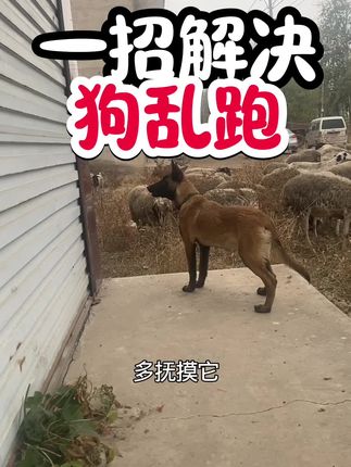 #创作者扶持计划 #原创视频 #养牛知识 #牛养殖 #创业三农养牛