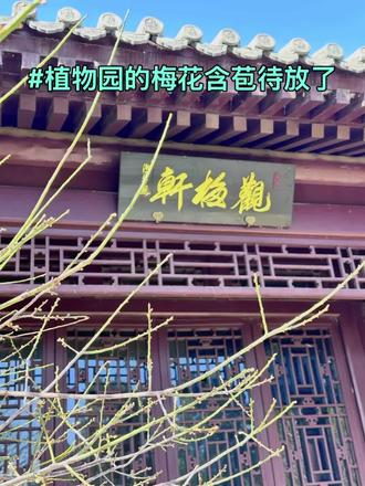 梅花已含苞待放!