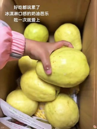 好吃我都说累了,冰淇淋口感的奶油芭乐,吃一次就爱上!#芭乐#红心芭乐 #奶油芭乐#新鲜应季水果 #口感特别好