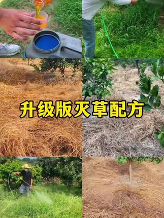 #农民种植 #分享农业知识帮农民增产增收 #农业种植 #三农种植 #农业