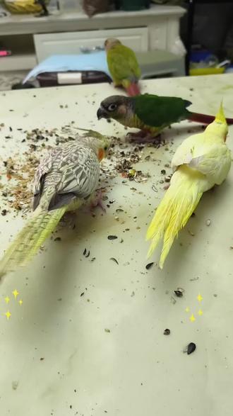 自己家的鹦鹉,想怎么盘就怎么盘!#养鹦鹉🦜 #宠物 #手养鹦鹉 #盘它就完了 #萌宠出道计划