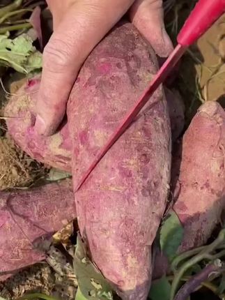 沙地紫罗兰#紫薯 ,软糯香甜 #沙地紫薯 #软糯香甜 #农产品