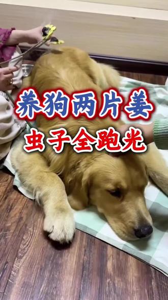 养狗两片姜,虫子全跑光#狗狗#养狗人#新手养狗#宠物指南#萌宠出道计划