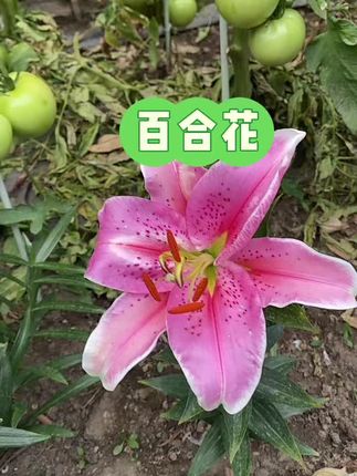#观赏花卉 #百合花