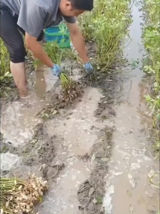 #种地人 #农民不易 #种田不容易