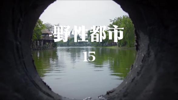 动物探秘 野性都市 泰国泽巨蜥 #动物世界 #动物科普 #动物的迷惑行为