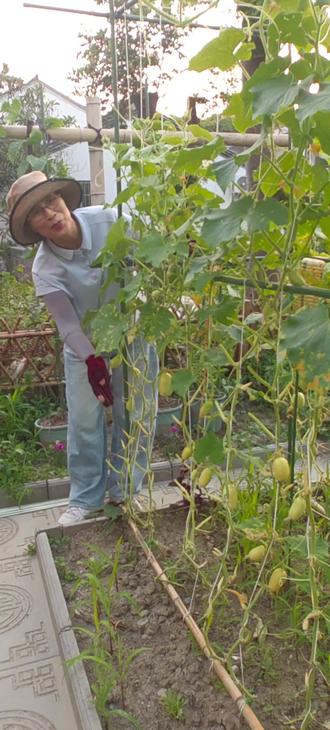 和大家汇报一下生病后的玉女黄瓜,长势怎么样? #种菜#种植小技巧#自己种的纯天然的绿色蔬菜 #记录我的种植生活 #黄瓜种植@抖音小助手