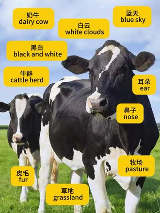 奶牛词汇🌿无痛记忆法 蓝天白云下的牧场,牛群悠闲吃草…收下这份超简单的无痛记忆清单!每个词都配了“中文谐音”,像拼音一样好读,保证你看一遍就记住!
1. 奶牛 dairy cow | 中文谐音:戴尔瑞 靠
2. 草地 grassland | 中文谐音:格拉斯兰的
3. 蓝天 blue sky | 中文谐音:布路 斯盖
4. 白云 white clouds | 中文谐音:怀特 可劳兹
5. 黑白 black and white | 中文谐音:布莱克 安的 怀特
6. 牧场 pasture | 中文谐音:帕斯彻
7. 牛群 cattle herd | 中文谐音:开头 赫的
8. 耳朵 ear | 中文谐音:伊尔
9. 鼻子 nose | 中文谐音:耨兹
10. 皮毛 fur | 中文谐音:弗尔
#零基础英语 #单词速记 #英语入门 #牛#创作灵感