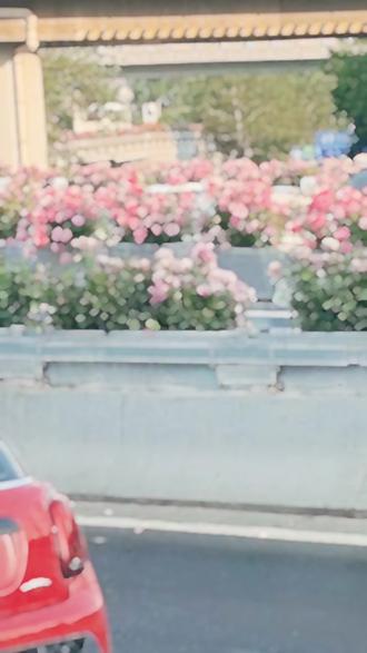 四环路的月季花 #北京 #北京四环 #月季