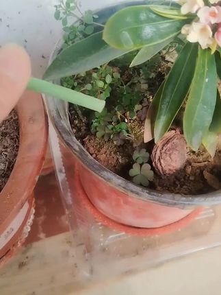 你以为这是粉笔吗?你要敢在花盆里把这个小绿棒插进去,你的植物都不会出现黄叶、掉叶以及不生长的问题。 #缓释棒 #好物推荐🔥