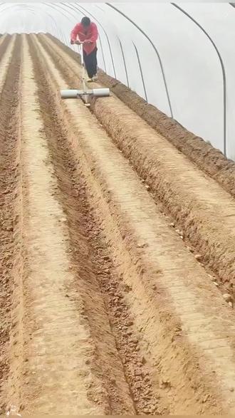 生姜种植新款种姜农具加厚盖土埋姜种工具种姜盖土大姜放土工具#种植 #农具 #埋土 #盖土 #生姜种植