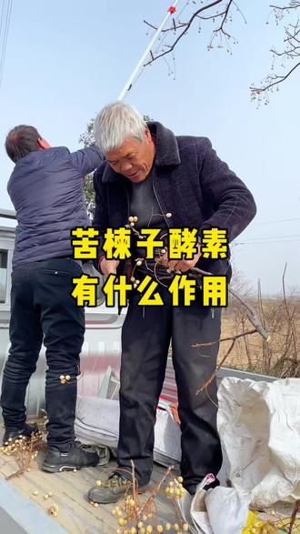 苦楝子做酵素用处不少 #韩城大红袍花椒 #酵素#乡村阿雷