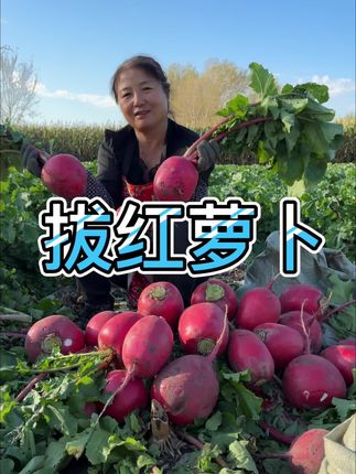 拔红萝卜 #新农人计划 #拔萝卜 #农村生活 #猫冬模式开启 东北又到了储存猫冬菜的季节了,今天我家拔大红萝卜和芥菜
