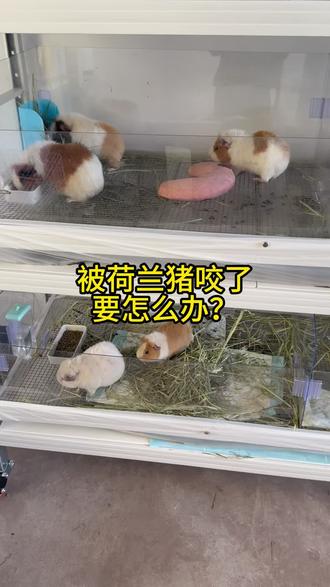 兄弟们,被荷兰猪咬了,会不会很严重?#豚鼠 #荷兰猪 #宠物 #荷兰猪日常 #宠物出道计划