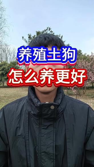 养殖土狗怎么养更好?#养狗经验分享 #养犬知识 #养狗小妙招 #新手养狗 #养狗人
