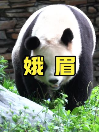今天是乔小七娥眉5岁生日,娥眉也是我们乔太后千辛万苦从野外带回来的宝宝。甜度超标的笑容,永远笑眯眯的眼睛,再次印证了那句话,乔太后出品,必属精品!#大熊猫娥眉#可爱的大熊猫 #来这吸熊猫 #国宝不愧是国宝 #神奇动物在抖音