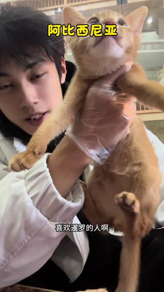 阿比西尼亚屁屁臭?#阿比 #阿比西尼亚猫