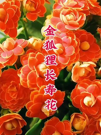 #金狐狸长寿花 ~喜欢养花又担心养不好的家人~那就试试养这个长寿花吧~它四季开花~新手小白也能轻松养爆盆~喜欢你也养一盆吧~#长寿花 #爱生活爱养花 #花卉绿植 #绿植盆栽