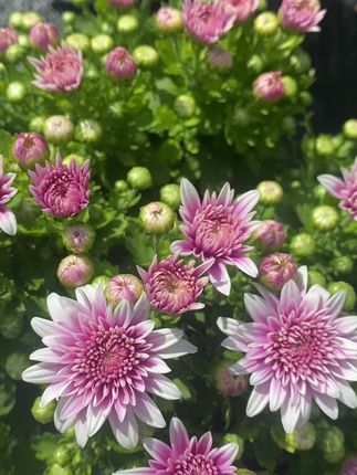 #球菊 #千头菊 新品上新欢迎兄弟姐妹们家人们选购。