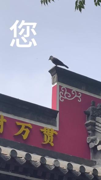 纪5.23大闹工体#河南建业 #中超 #看台文化
