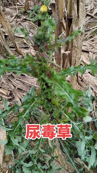 #尿毒草#纯天然植物#感谢抖音感谢抖音平台