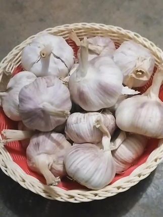#特色农产品 #紫皮大蒜 #大蒜 #如果丰收农作物会说话 #农家土特产