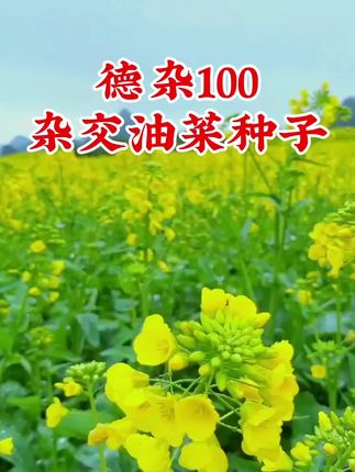 德杂100杂交油菜种子#油菜种植#茎杆粗壮#耐寒抗B性强#籽粒饱满增产增收 #厂家直发品质保证 #助力三农