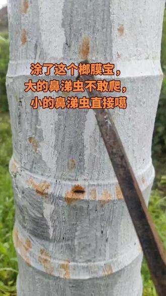 这个榔膜宝有点东西哦,你看看鼻涕虫!#榔膜宝 #槟榔种植 #新农人 #大芒人 #星乡村星农人