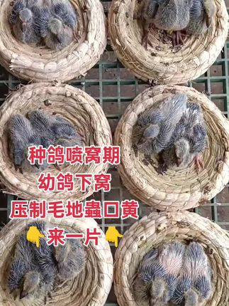 #种鸽幼鸽