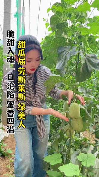 一口入魂的绿美人甜瓜#番茄#优质种苗#孙小妹讲番茄 #甜瓜 #三农