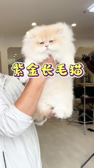 仙气飘飘!繁育级紫金长毛猫