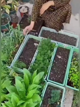 10多块到5个,真的很适合阳台庭院种植#长条花盆 #种菜花盆 #透气花盆 #花卉绿植 #爱生活爱养花