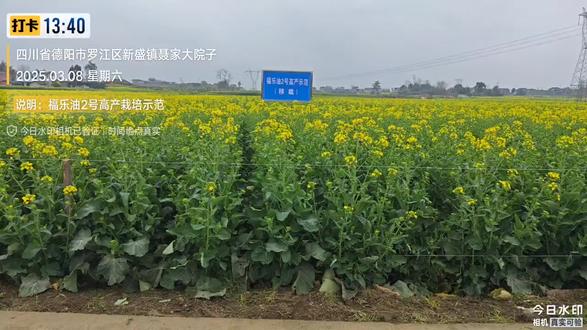 福乐油2号高产栽培示范,目标产量是超300公斤。