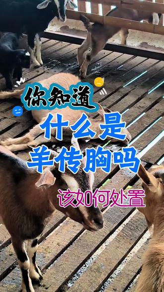 你知道什么是羊群传胸吗 牧羊人要知道的羊群传胸经验分享#人间观察计划 #闪光职人 #羊传染性胸膜肺炎 #羊烂肺病 #羊传胸
