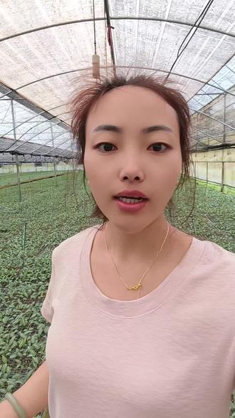 #优质种苗基地 #记录我的大棚种植生活 10月可以移栽长势如何敬请期待
