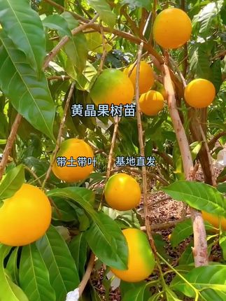 嫁接黄晶果树苗 #果树种植 #应季水果