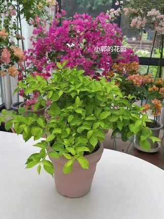 螯合铁通用茉莉杜鹃栀子花适用肥铁肥料#花卉肥料#铁肥料#栀子花肥料#杜鹃花肥料#茉莉花肥料