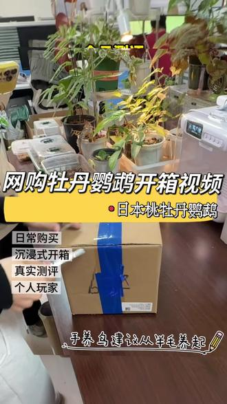 网购鹦鹉开箱视频|日本桃牡丹鹦鹉|手养鸟
#牡丹鹦鹉 #手养鸟#网购鹦鹉开箱视频 #日本桃牡丹鹦鹉 #鹦鹉喂养
