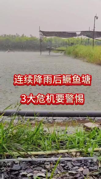连续降雨后,鳜鱼塘一定要注意这三点#水产养殖技术#三农#鳜鱼养殖#鳜鱼驯化#助力水产
