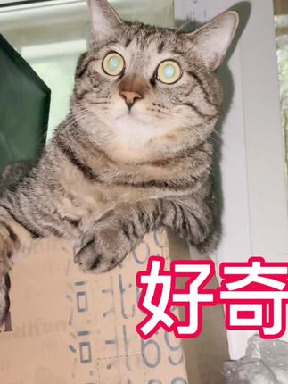 哥哥说咱家还差养三种猫就凑够了中华五虎! #家有宠物很幸福 #梨花猫 #胖橘猫
