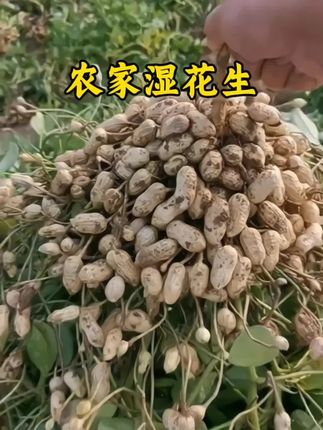 #湿花生 现挖现发新鲜湿花生,生吃脆甜煮着吃又香又嫰,越嚼越香#妈呀太香了 #优质农产品 #花生