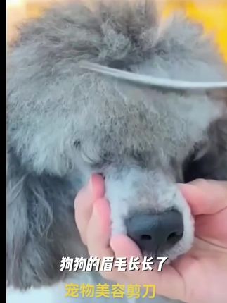 家里养宠物的朋友们注意了,这把宠物剪刀用起来非常方便,它是专用的宠物美容剪刀,可以轻松修剪狗狗的毛发,让宠物拥有漂亮的发型。喜欢的朋友赶快点击链接购买吧!#宠物美容剪刀 #剪修剪狗狗毛发#好剧推荐