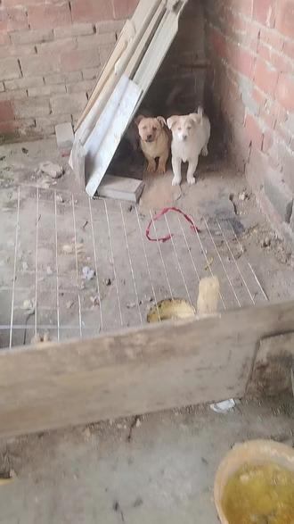 别放炮,光吓着俺里狗