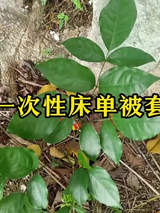 #一次性被套