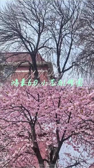 枯木逢春,小艺一键操作#华为 #mate80 #用红枫准出片 #枯木开花 #鸿蒙6