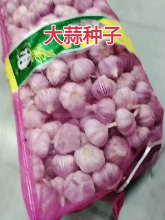 种大蒜的季节来,没种大蒜的,抓紧时间咱们家的紫皮大蒜云南发#大蒜种子#紫皮#紫皮大蒜
